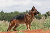 BERGER ALLEMAND 397